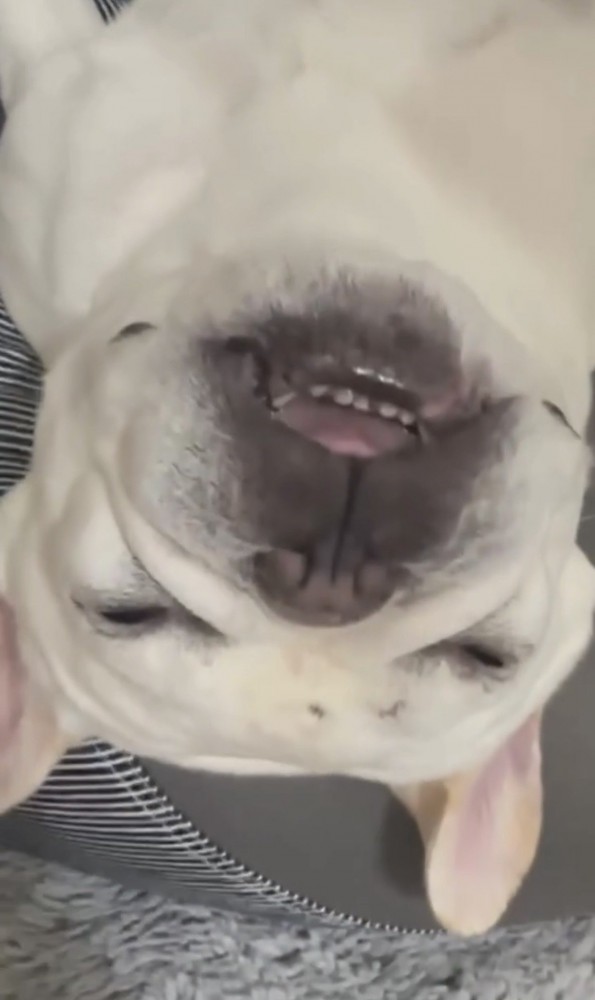 気持ちよさそうに眠る犬