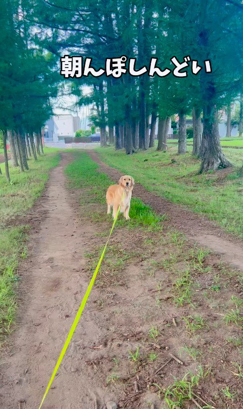 朝散歩を拒否するフィオレちゃん