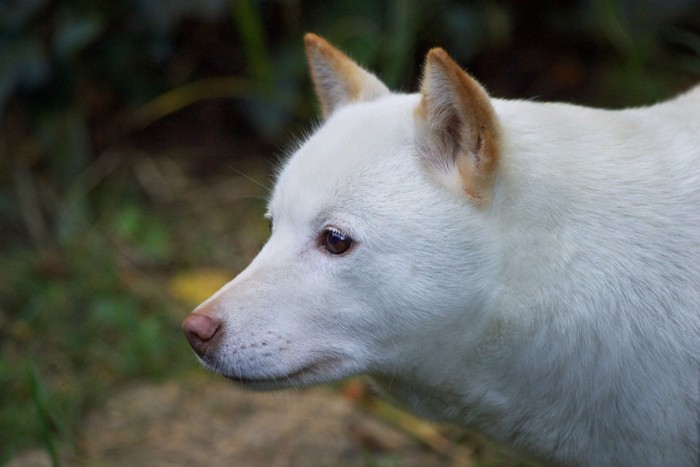 辺りの匂いを嗅いでいる白い犬