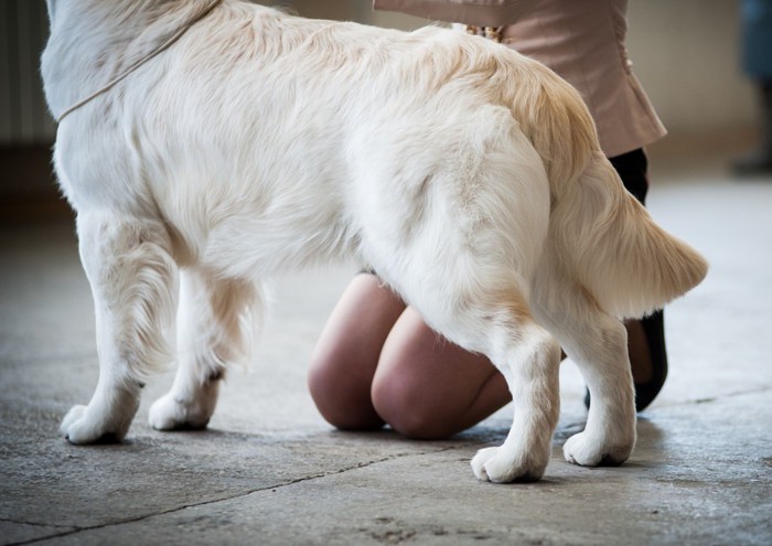 犬の下半身