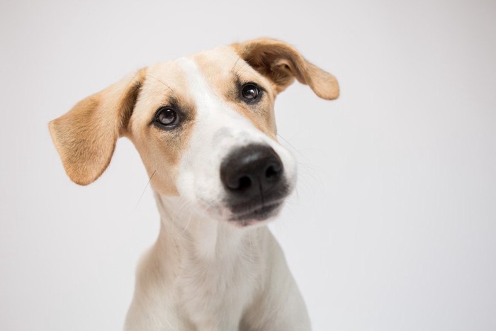 垂れ耳の細身な犬の顔のアップ、薄いグレーの背景