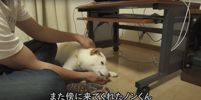 飼い主の傍で伏せる柴犬