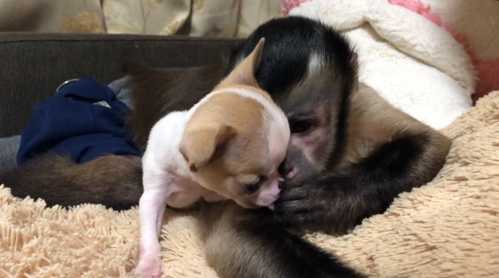 子犬に指を舐めさせてあげる猿