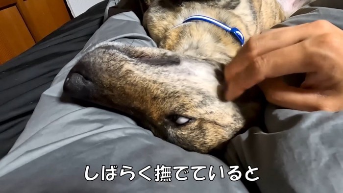撫でてほしくて寝かせてくれないりゅうちゃん6