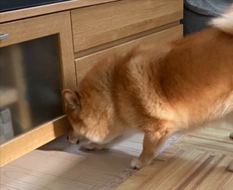 ポメ柴