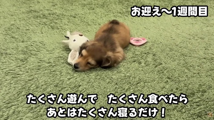 のびのびとした毎日