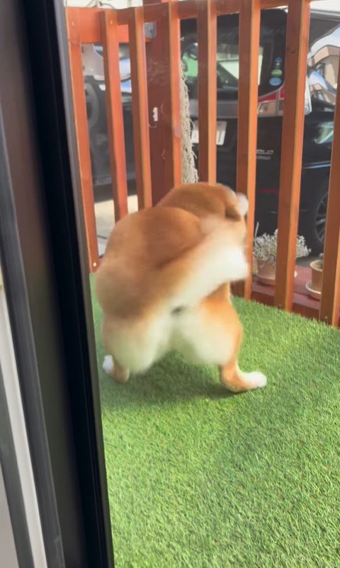 お兄ちゃんの帰省を喜ぶパンちゃん3