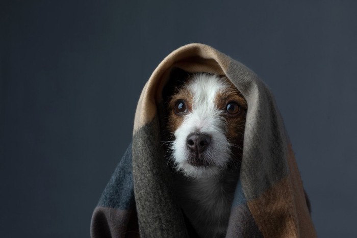 不安そうな犬