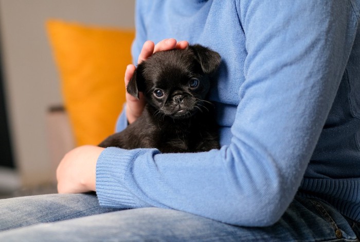 膝に抱かれた黒い子犬