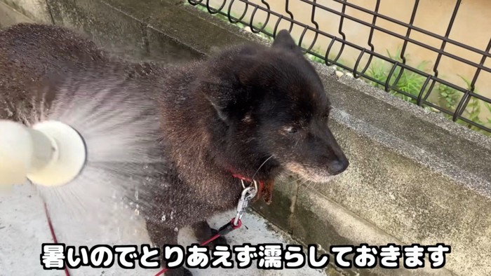 暑いので水をかけたら…