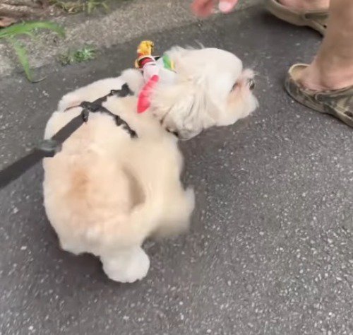 しっぽを振りながら男性に近づく犬