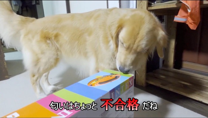 ゴムボートの入った箱の匂いを嗅ぐ犬