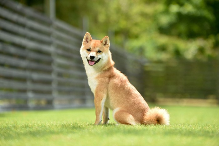 芝生の上で振り向く柴犬