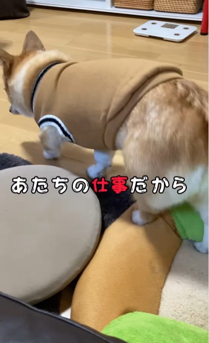 ママの一言で態度が変わるチリちゃん2