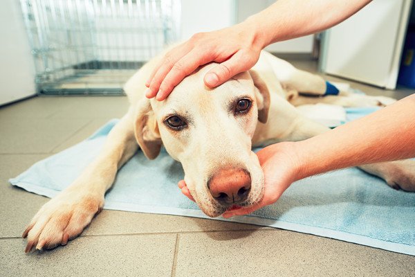 犬が拾い食いをしたときに起こる可能性のある症状