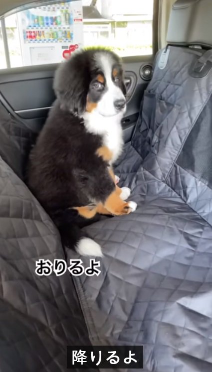 飼い主さんをチラ見するどんちゃん