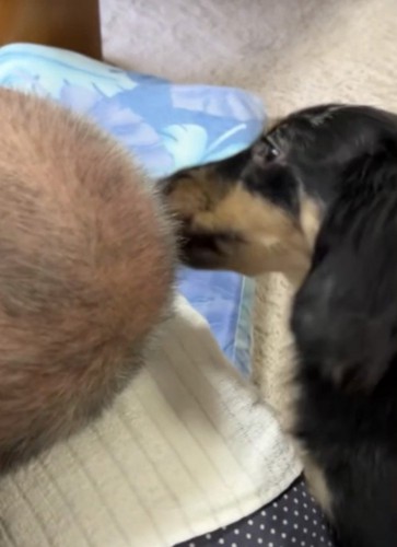 祖父の頭を舐める犬