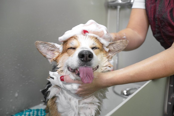 シャンプー中も笑顔の犬