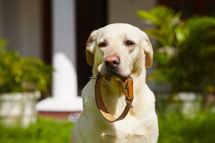 首輪を銜えた犬