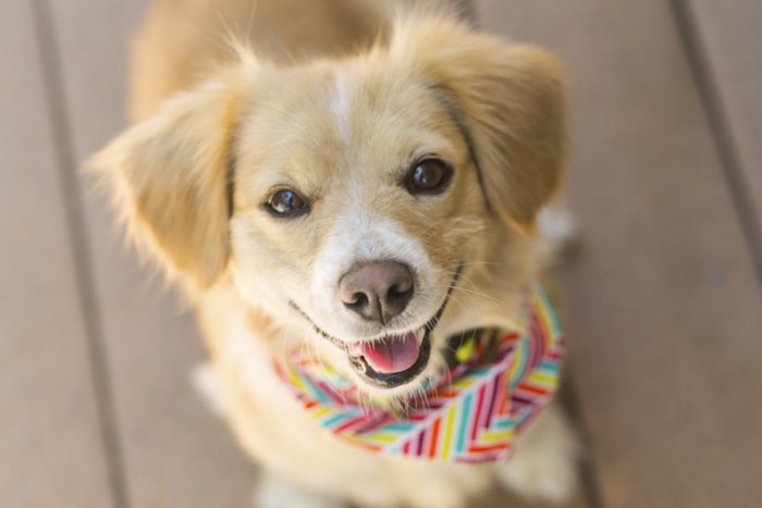 笑顔でこちらを見上げる茶色い犬