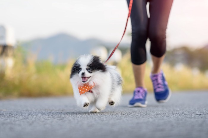 オレンジのハーネスをつけた犬