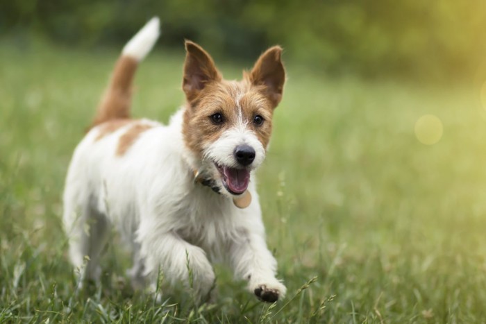 草原を走る犬