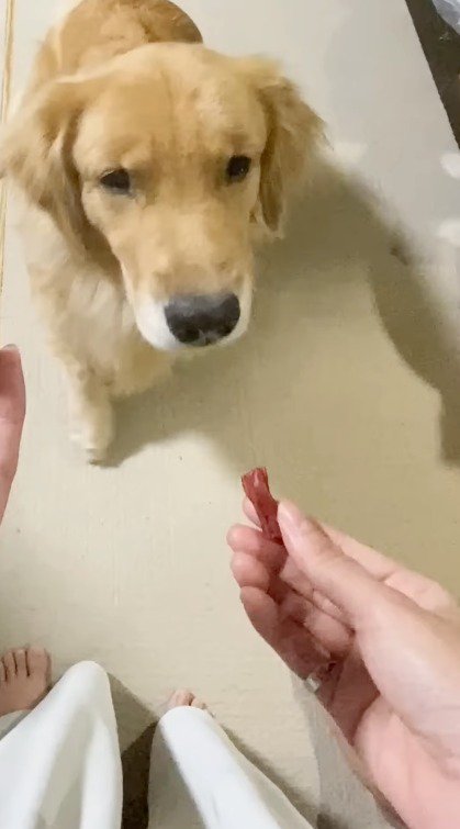 女性が持っているおやつを見つめる犬