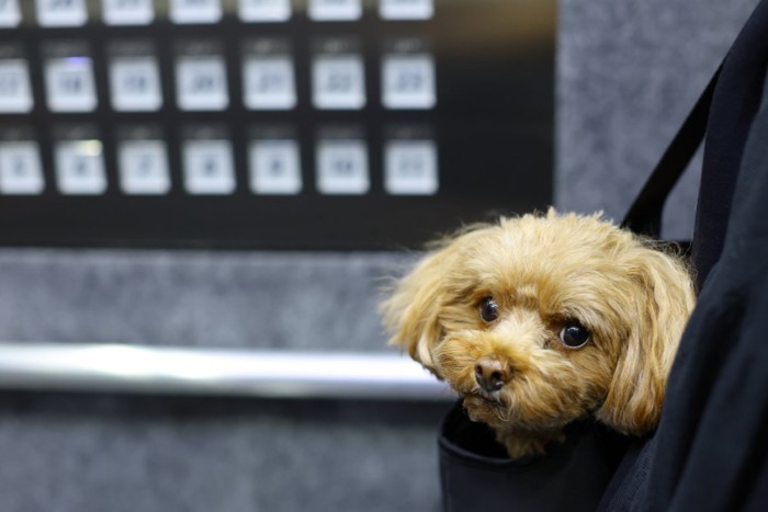 バッグに入ってエレベーターに乗る犬