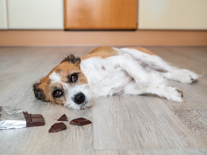 横になる犬とチョコレート