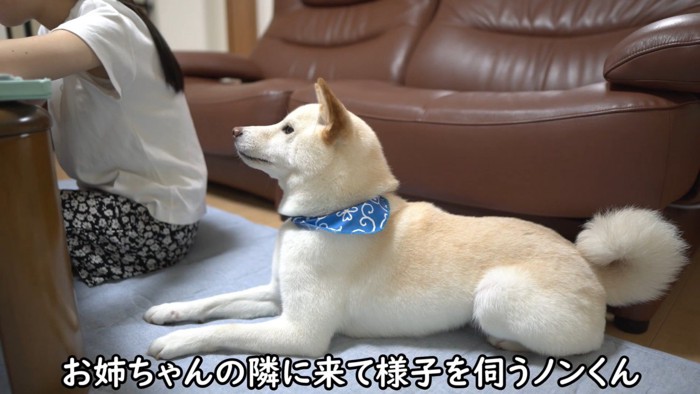 お姉ちゃんを静かに見守るノンくん