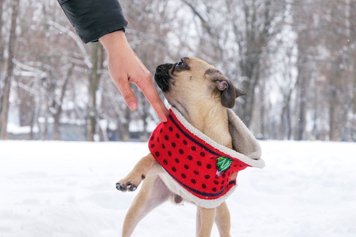 触ろうとする手を避けようとする犬