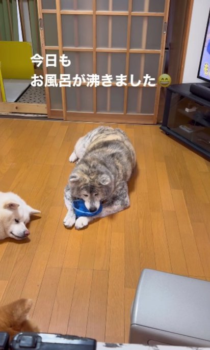 秋田犬