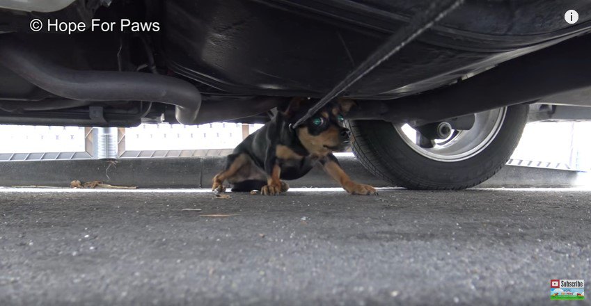 ワイヤに引かれる犬