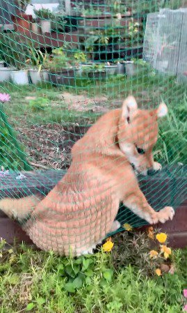 ネットに体を押しつけて、網目模様ができている犬