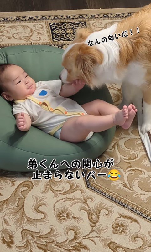 パーちゃんの赤ちゃんへの接し方2