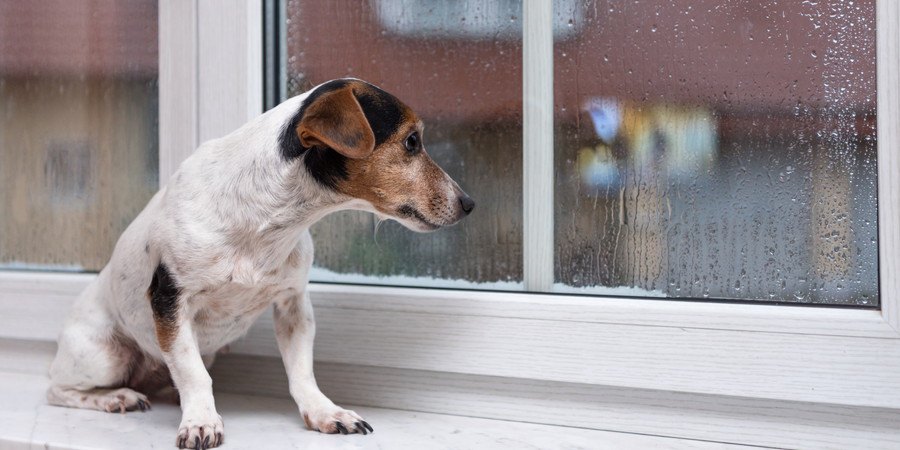 窓の外を見つめる犬