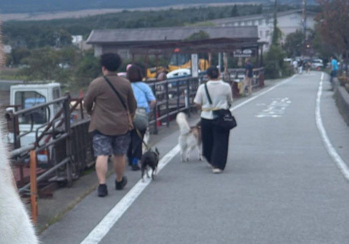 散歩する犬たちの後ろ姿
