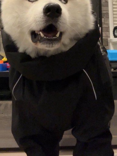 「散歩に行こう」