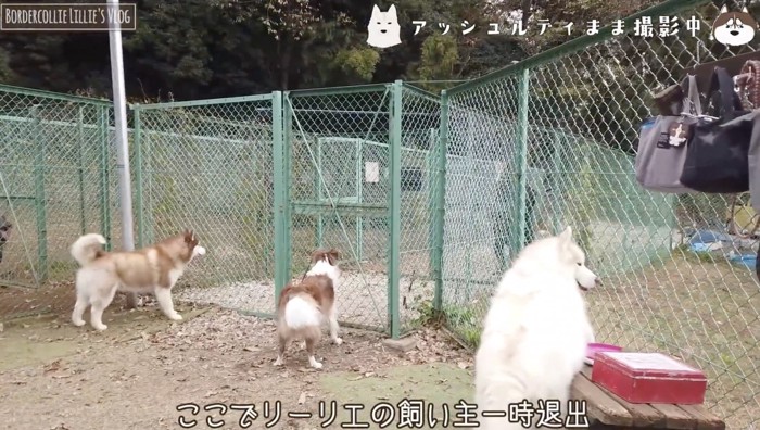 飼い主さんが出て行った