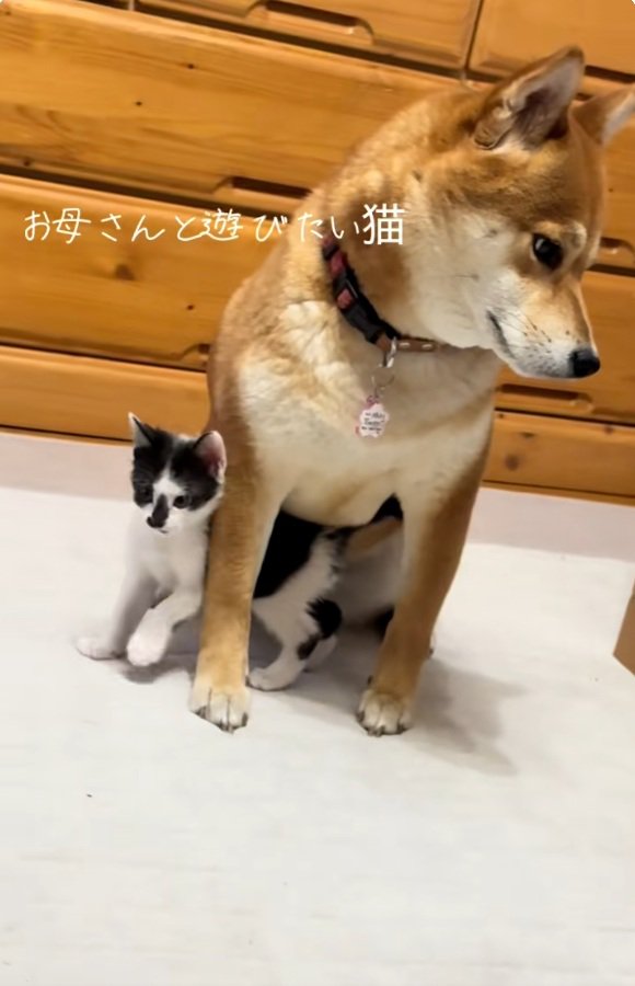 こむぎちゃんにべったりのぱんくん