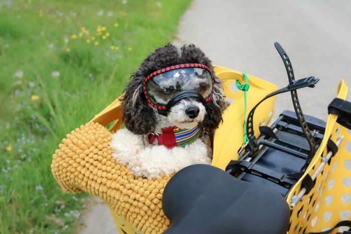 自転車に乗るゴーグルを付けたプードル