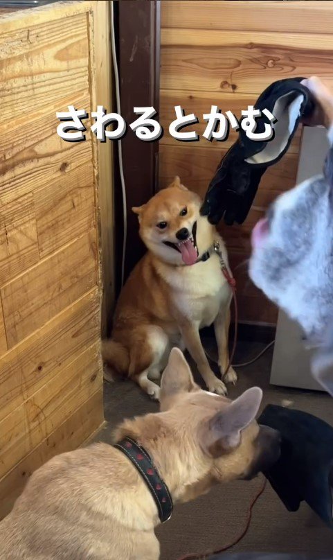 触ると咬む犬のリハビリ