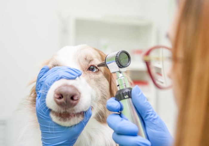 犬の目を診察する