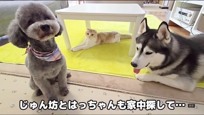 カメラを見るハスキー犬とトイプードルと猫%みんなでリラックスタイム♪