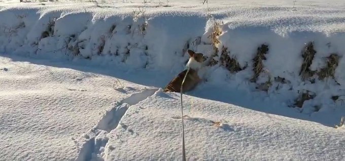 除雪機顔負け