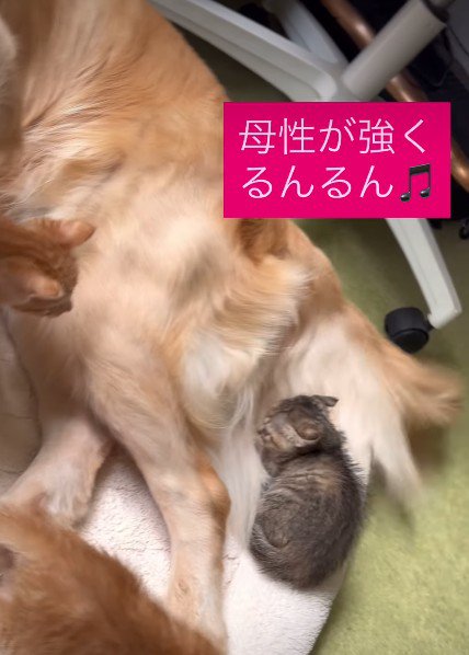 ゴールデンレトリバーのどるちゃん！！