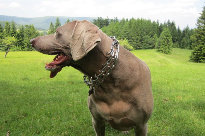 プロングカラーを着けられた犬