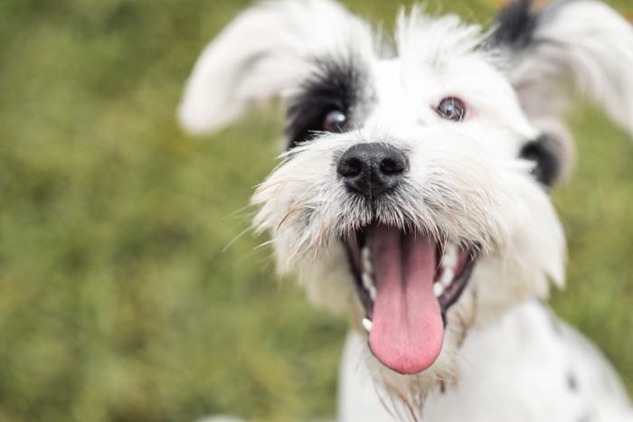 笑う白黒の犬