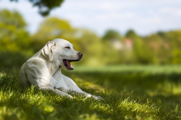 外で日差しを浴びながら微睡む犬