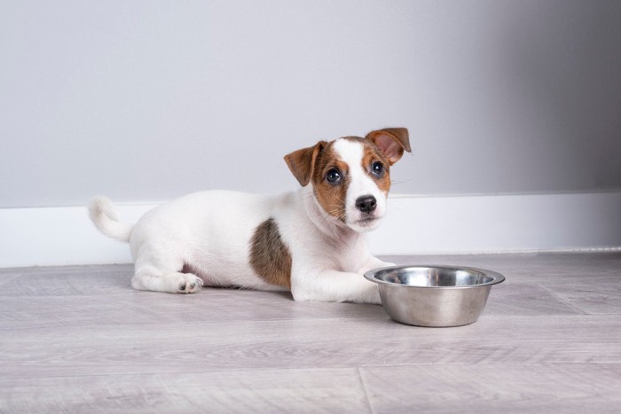 空の食器のまえでフセをする小型犬